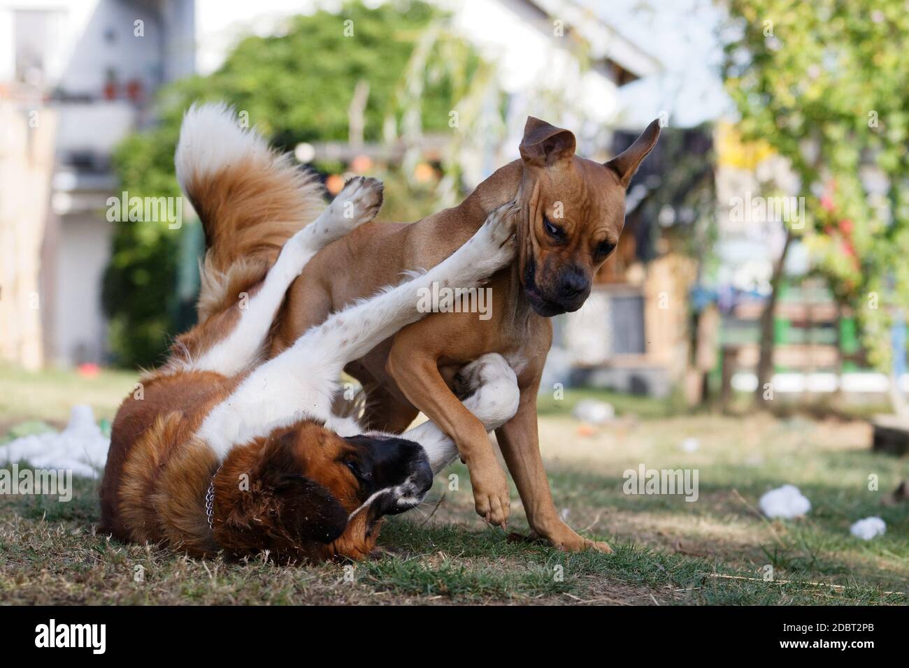 Two dogs playing rough social games in the garden Stock Photo