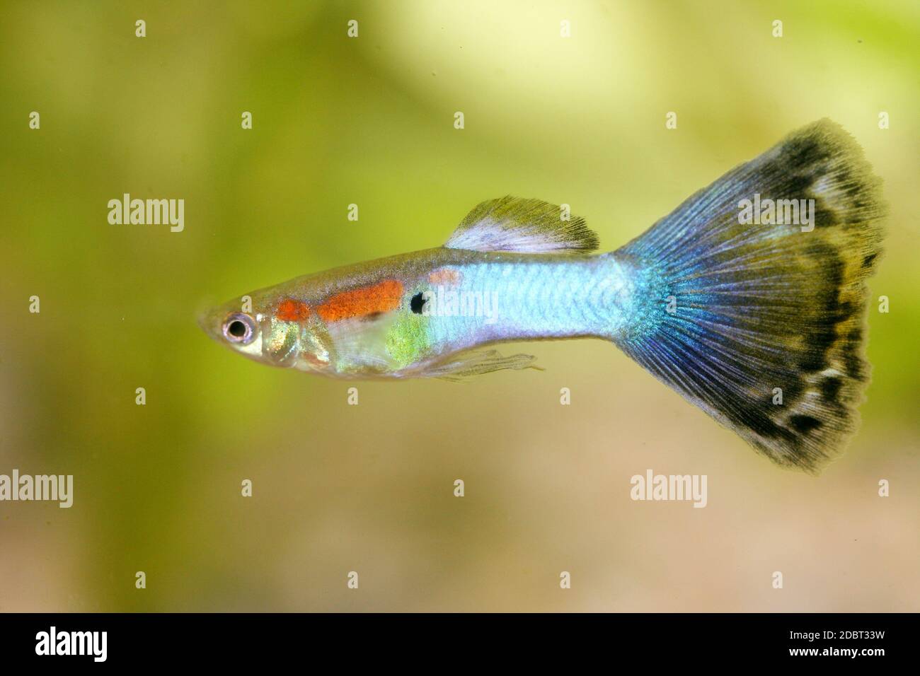 Aquarium fish birth hi-res stock photography and images - Alamy