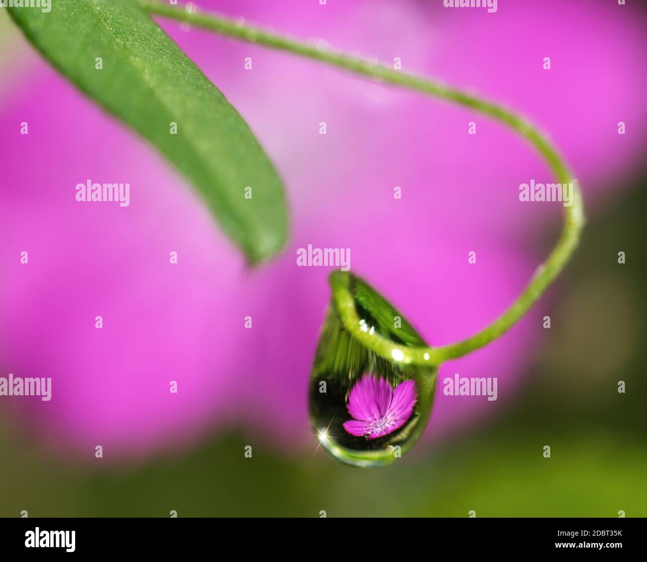 a drop of water on the tendril of a plant with a reflection of a pink flower in it Stock Photo