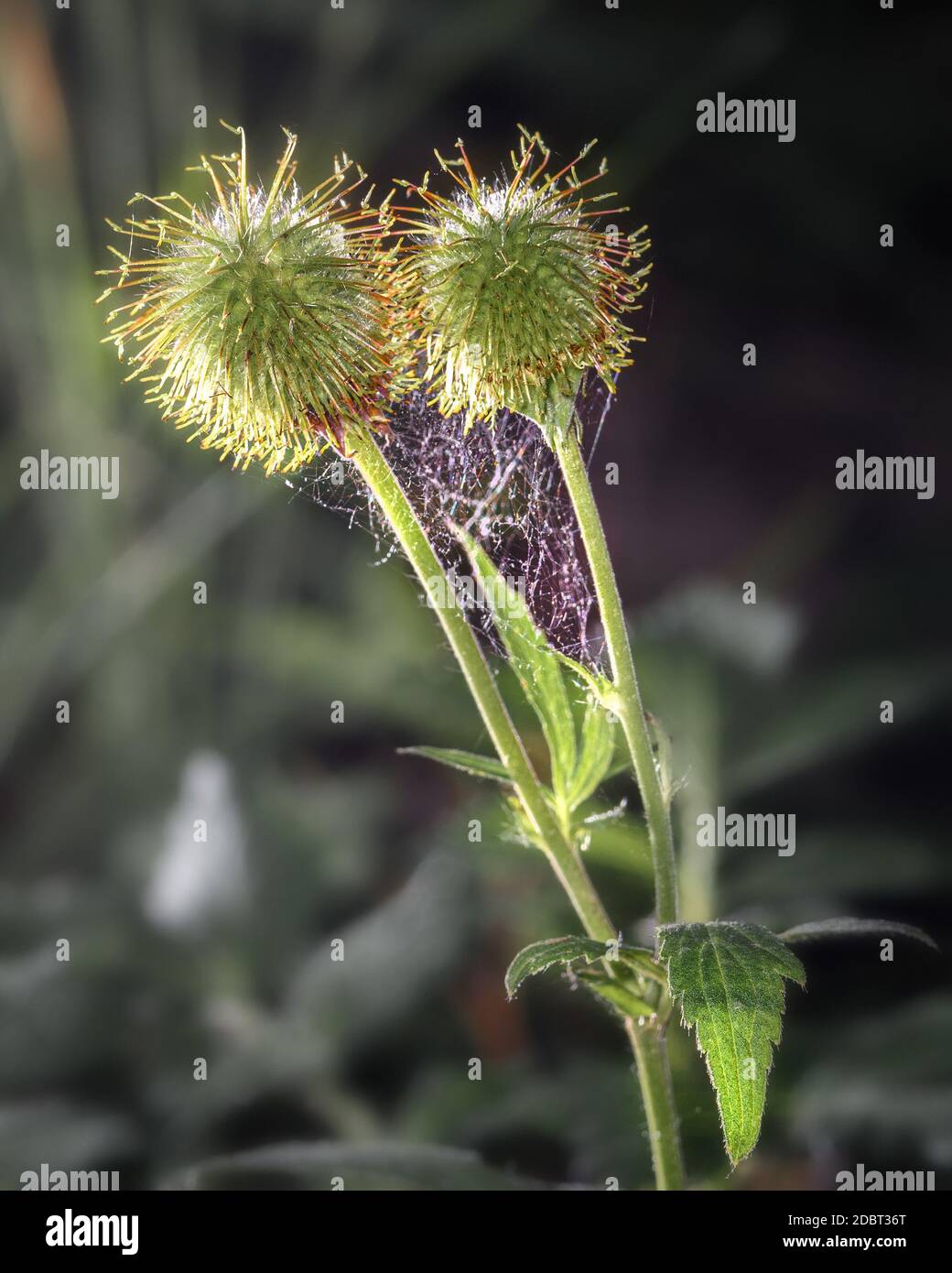 two green fruits of a young Thistle, held together by a web, close-up Stock Photo