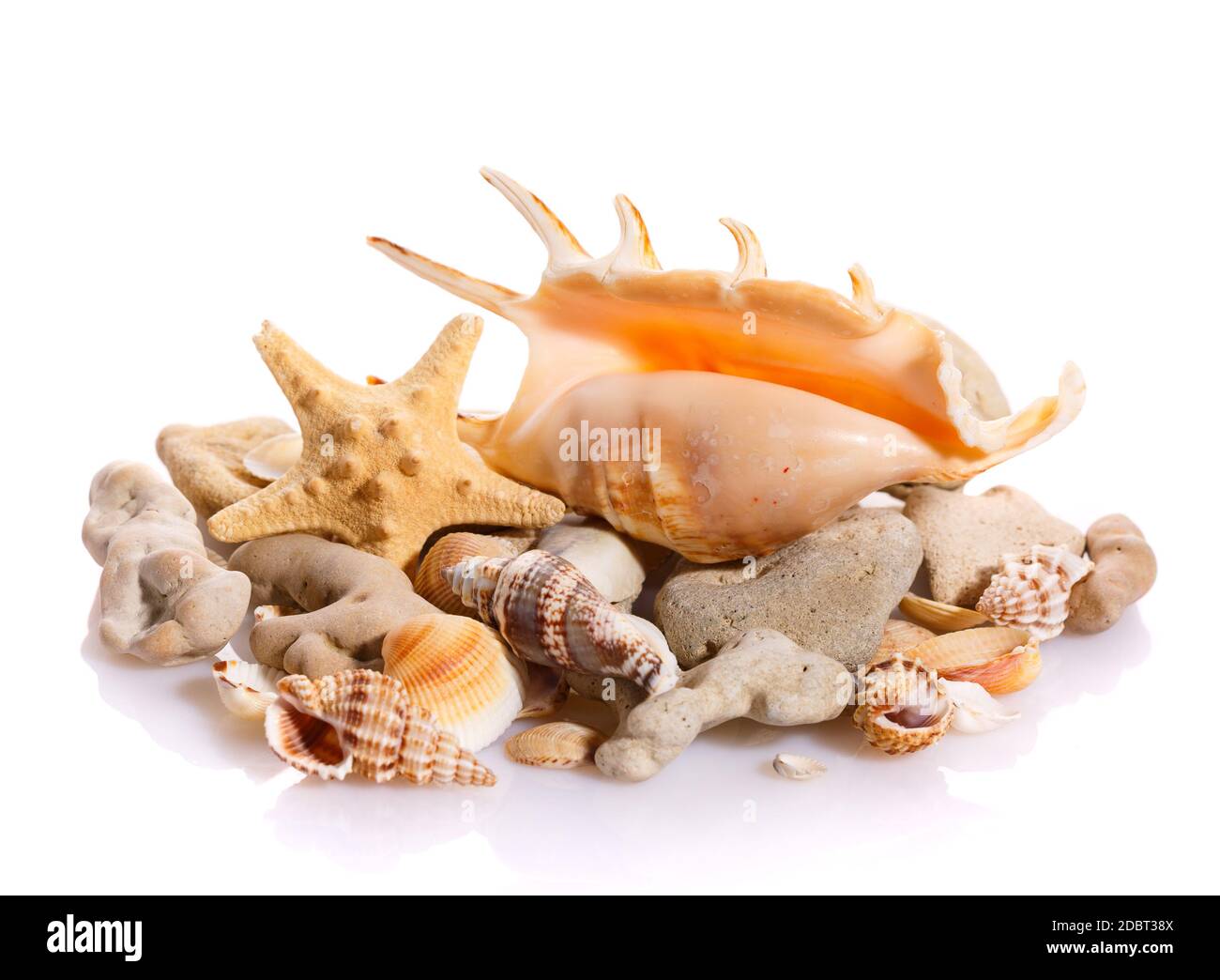 Marine sea shell in a studio setting against a white background. Studio ...