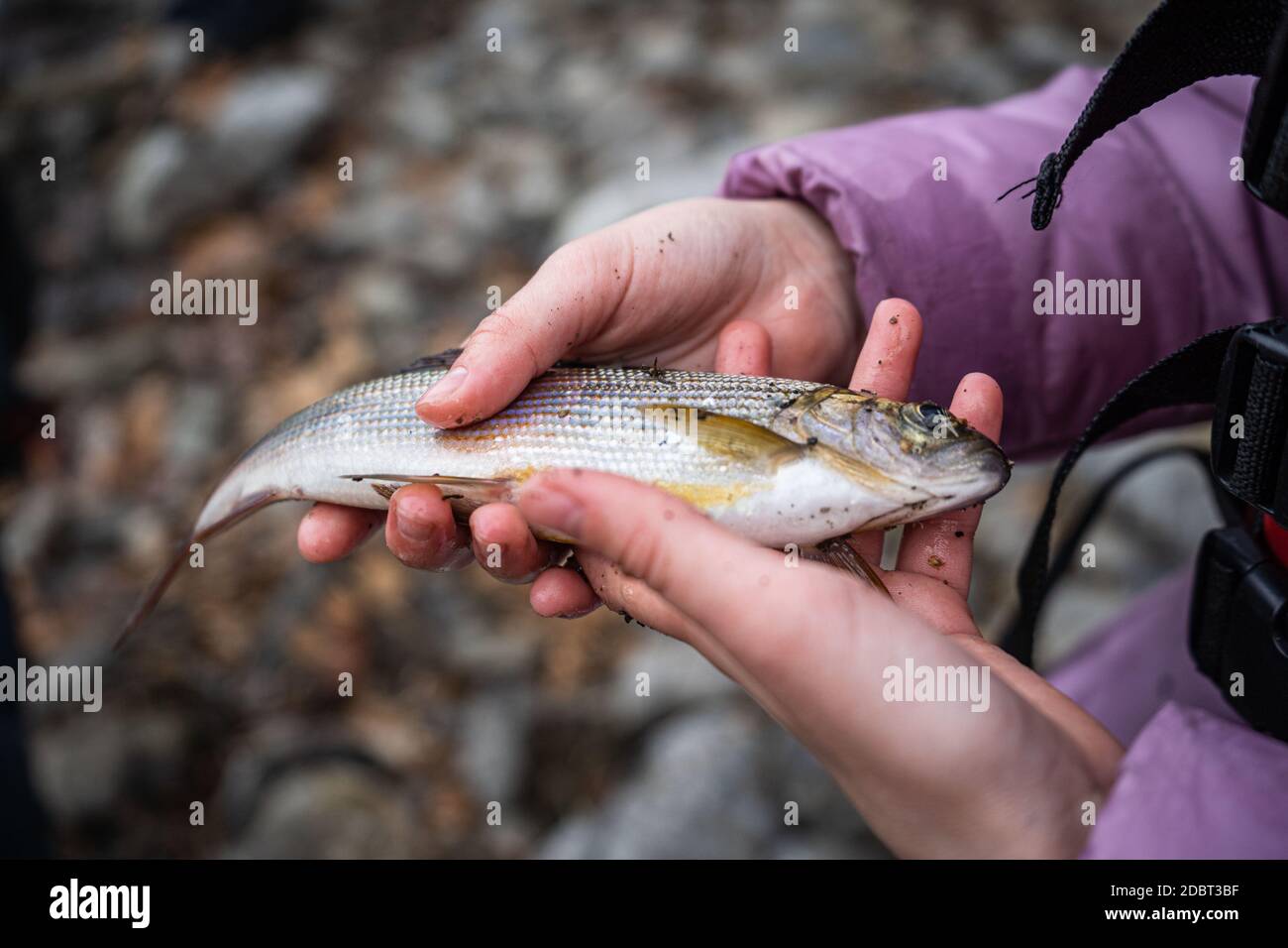 Angler hand holds trophy hi-res stock photography and images - Alamy