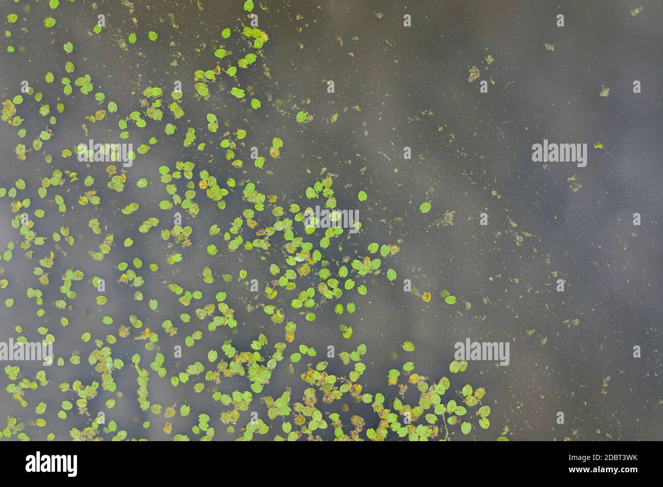 Water lily pads in natural pond seen from above. Aerial view on green ...