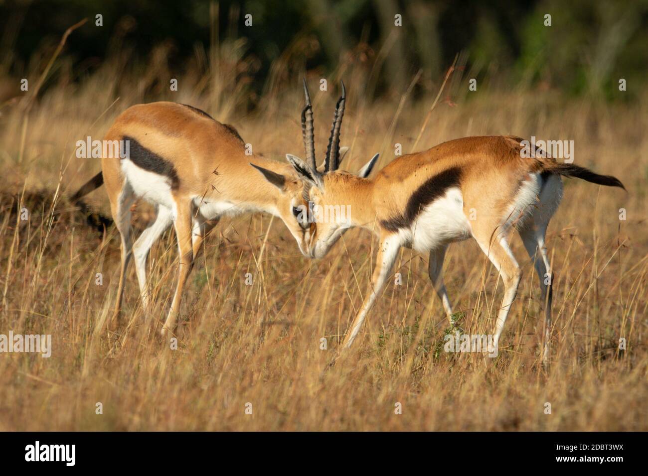 Two male Thomson gazelles butt heads together Stock Photo - Alamy
