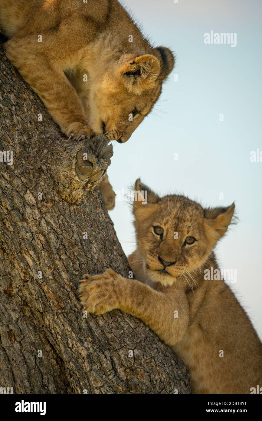 Two lion cubs lie on tree trunk Stock Photo