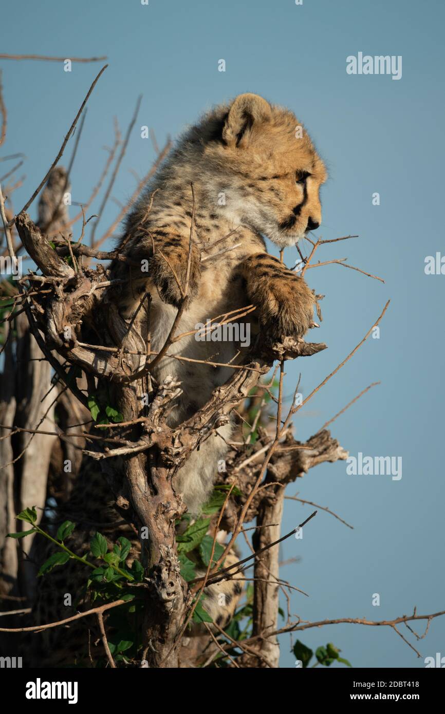 Cheetah cub standing in bush looking down Stock Photo