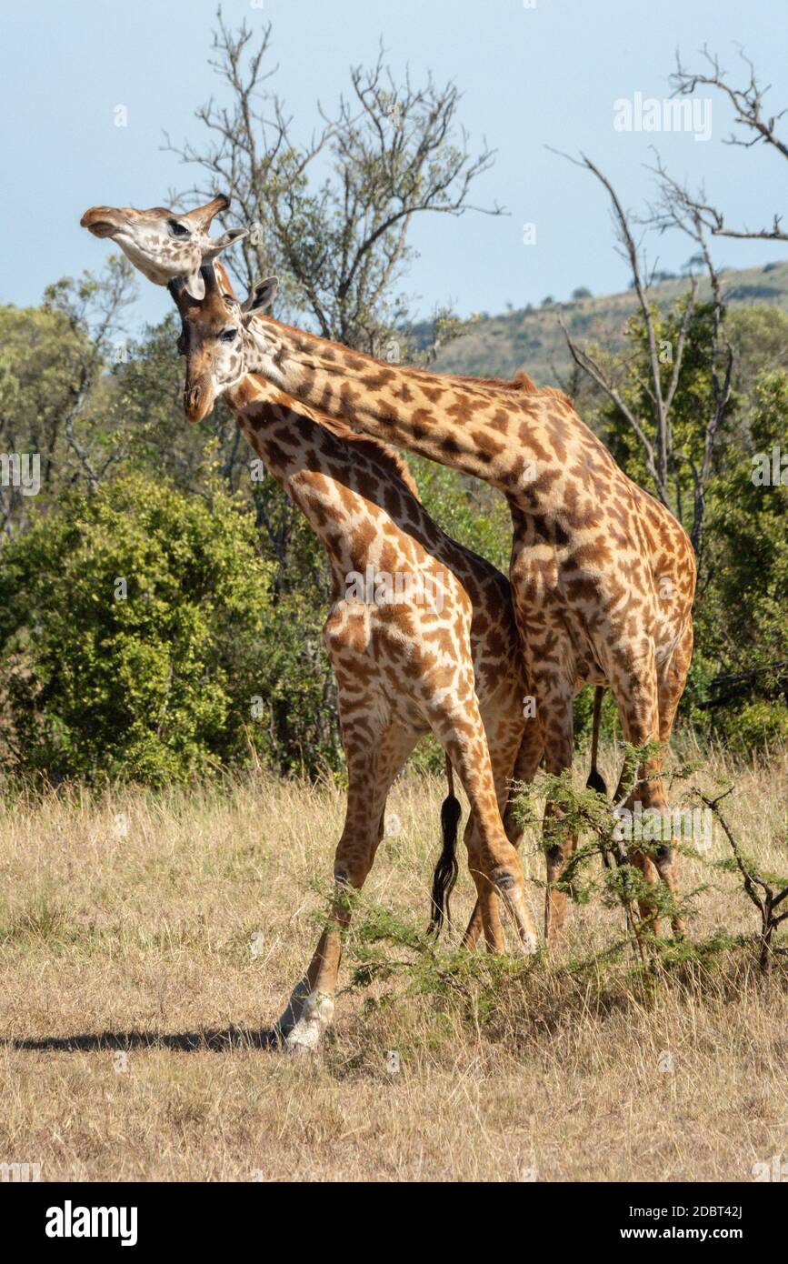 Two male Masai giraffes necking near bushes Stock Photo