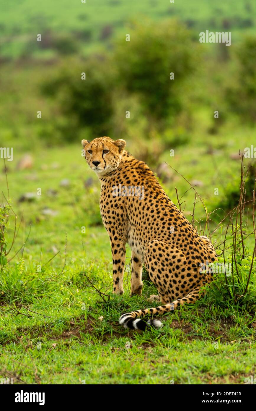 Cheetah sits in grass among leafy bushes Stock Photo