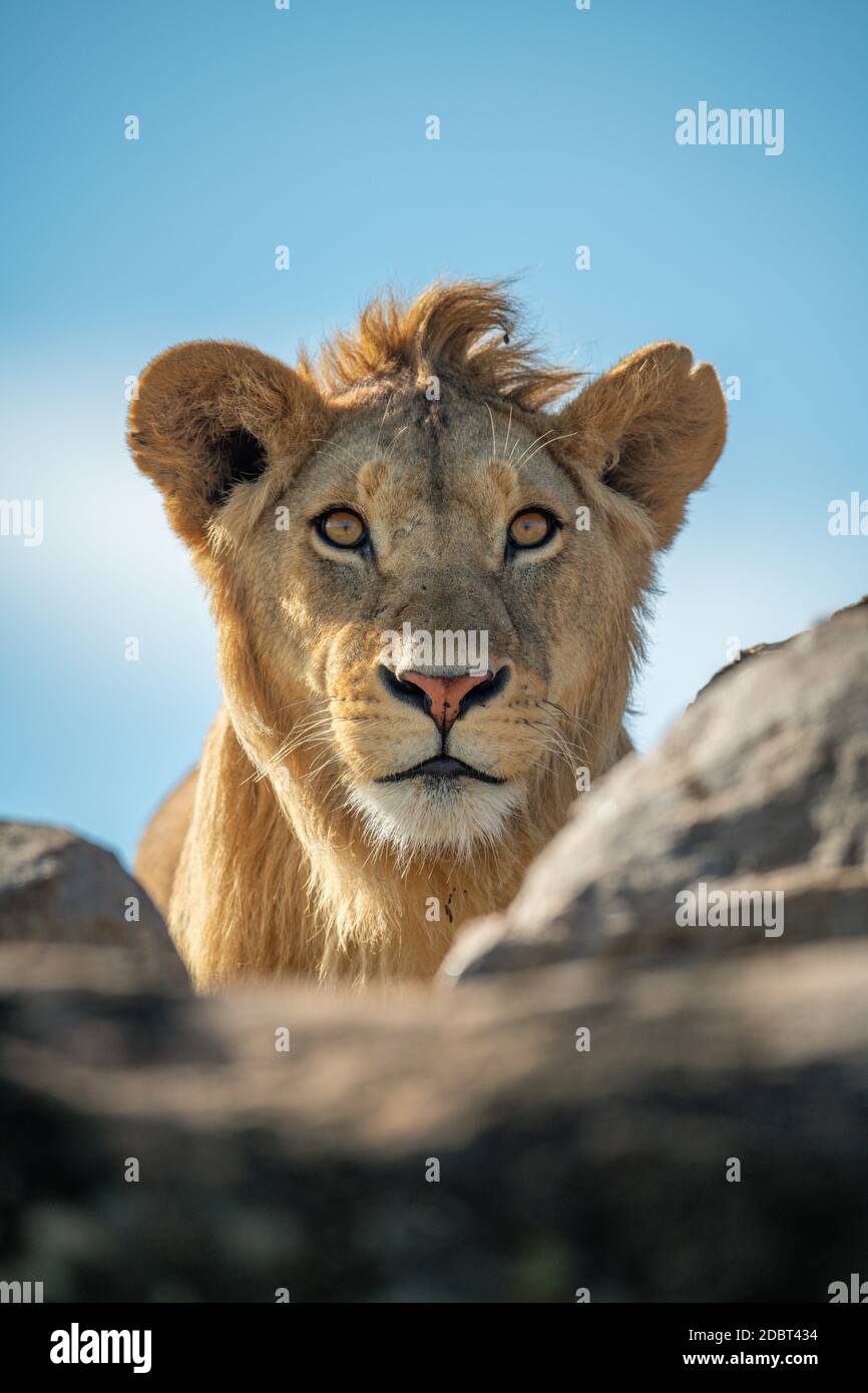 Young male lion eyes camera over rocks Stock Photo