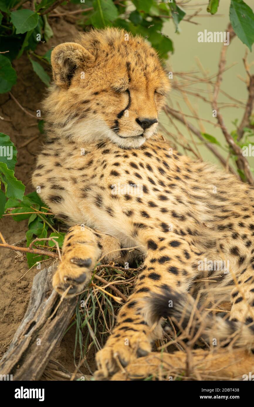 Cheetah cub lies asleep on termite mound Stock Photo