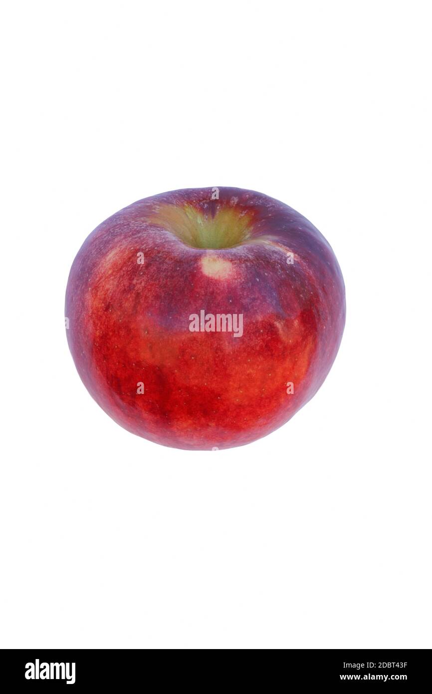 Cortland apple (Malus domestica Cortland). Hybrid between Ben Davis and