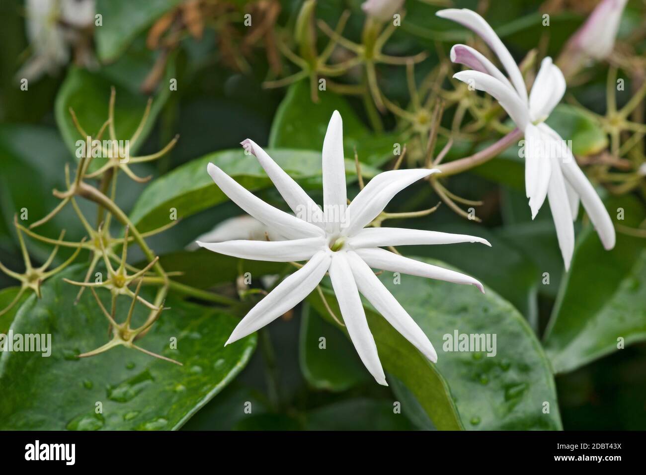 Angelwing jasmine (Jasminum nitidum). Called Shining jasmine, Confederate jasmine and Star jasmine also Stock Photo