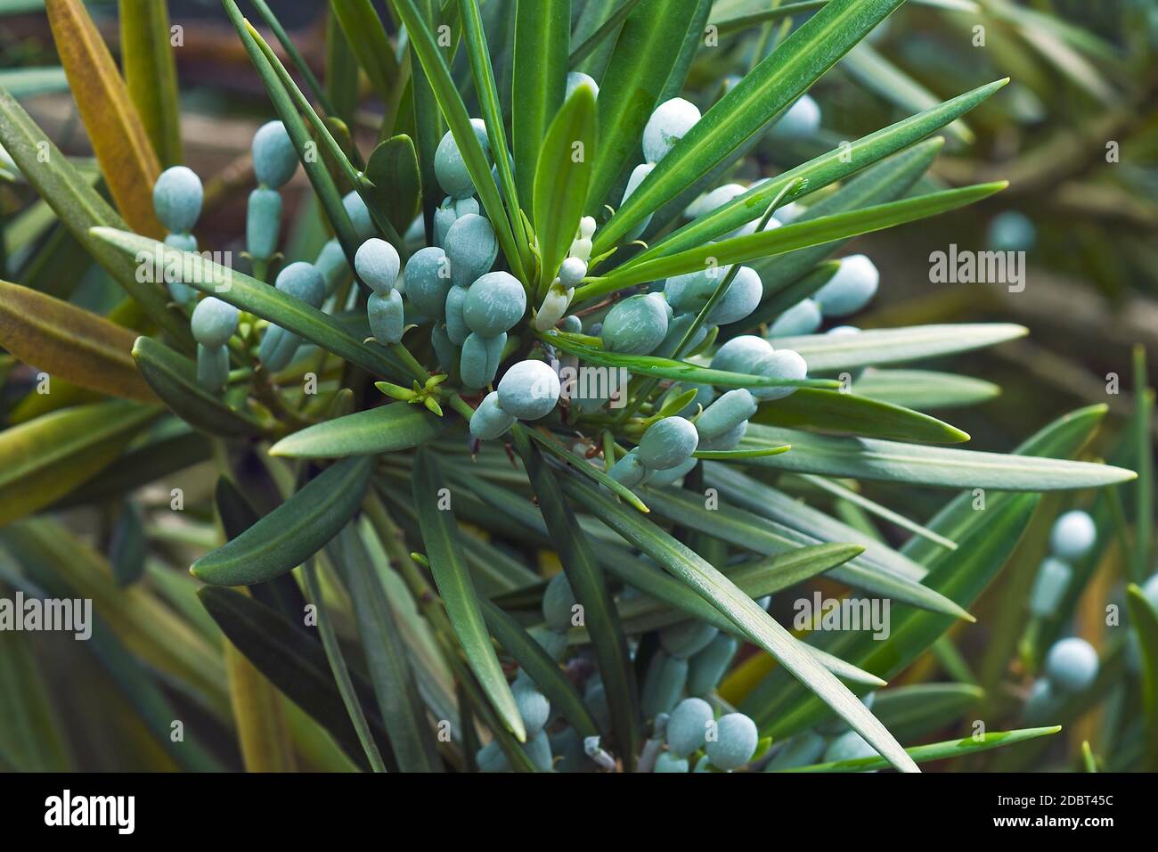 Yew plum pine (Podocarpus macrophyllus). Called  Buddhist pine, yew pine and Fern pine. Included in International Union for Conservation of Nature Red Stock Photo