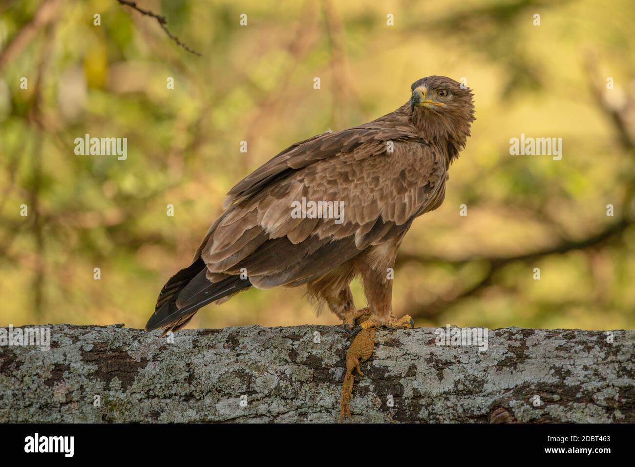 Tawny eagle on lichen-covered branch holding carrion Stock Photo