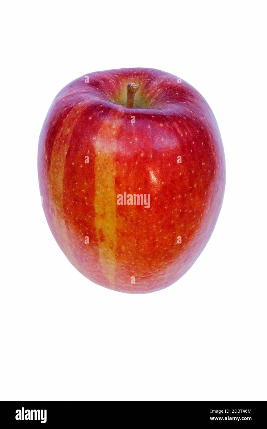 Braeburn apple (Malus domestica Braeburn). Hybrid between Granny Smith apple and Lady Hamilton