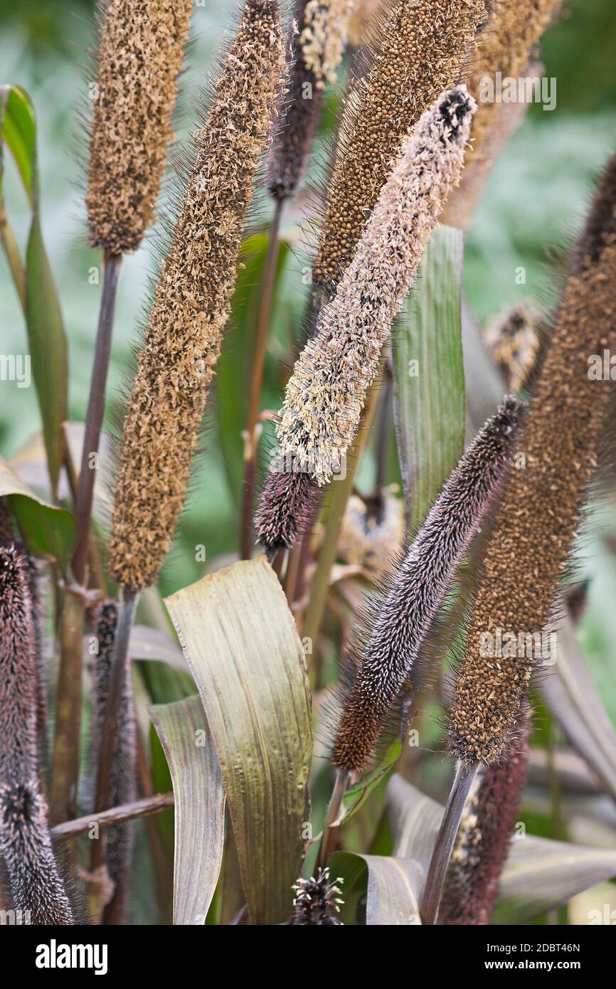 Pearl millet hires stock photography and images Alamy