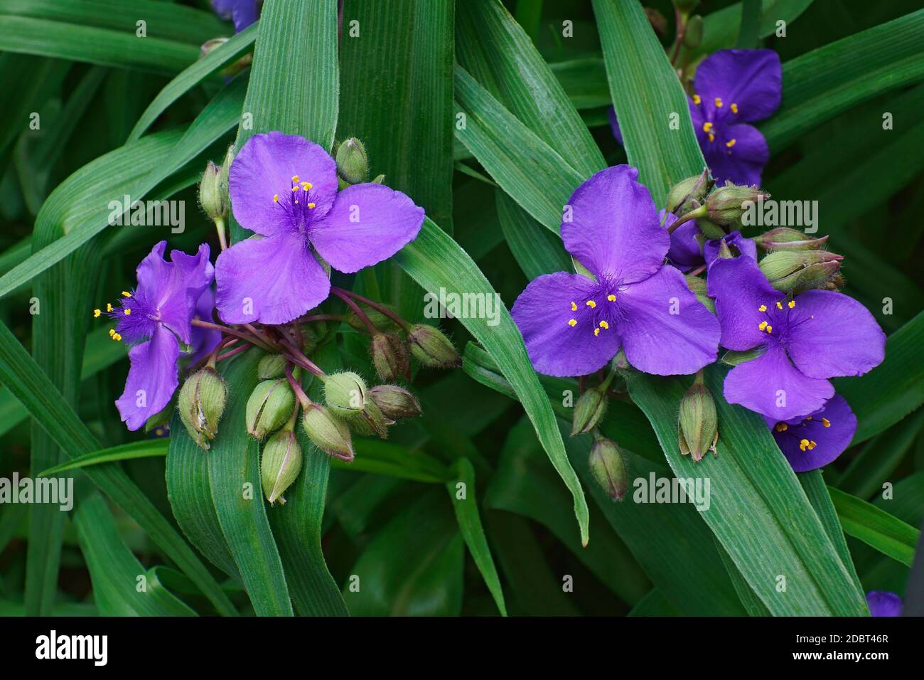 Virginia spiderwort (Tradescantia virginiana) Stock Photo