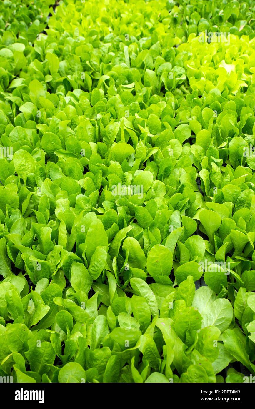 Fresh green leaves background Stock Photo - Alamy