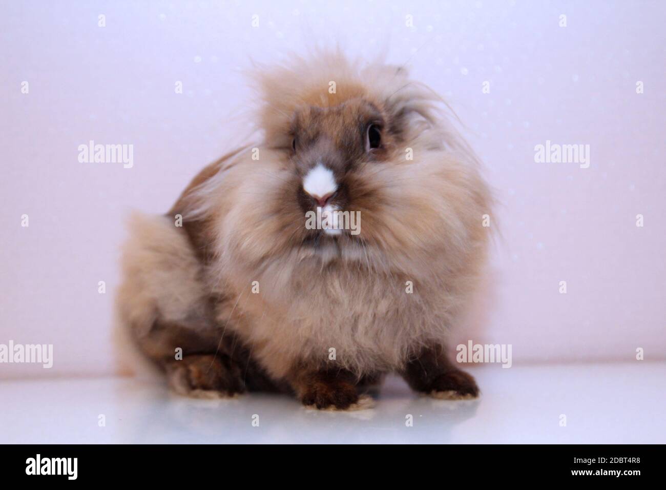 Photo shoot with a young dwarf rabbit Stock Photo - Alamy