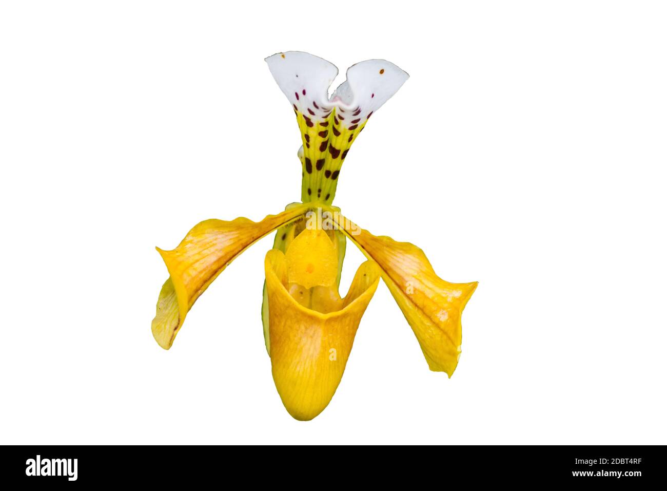 Lady slipper orchid, orchidaceae, Paphiopedilum villosum of Thailand(Gratrixianum Guillaumin) Stock Photo