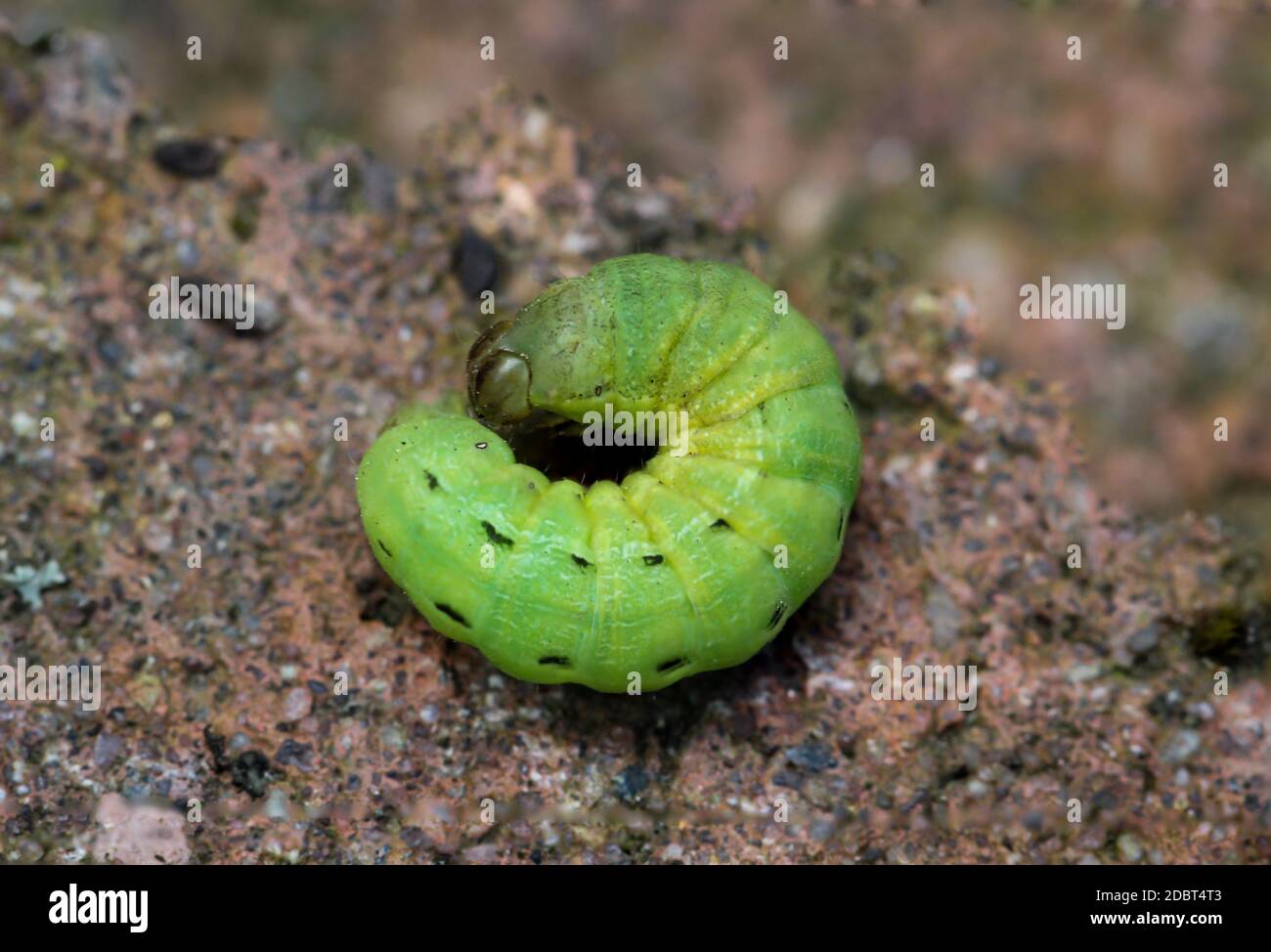 A Stone With Larva High Resolution Stock Photography And Images Alamy