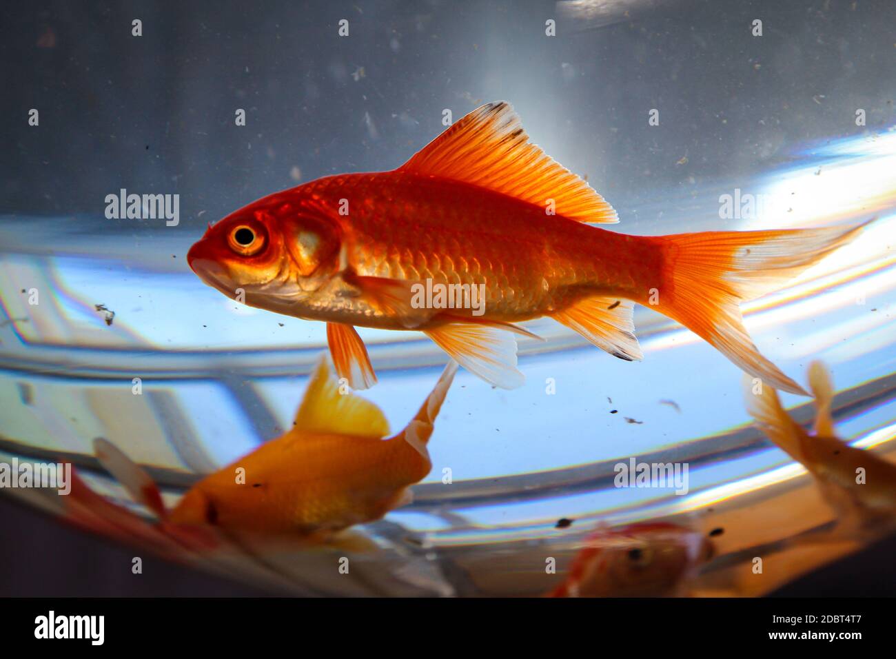 A goldfish in a large cognac glass Stock Photo