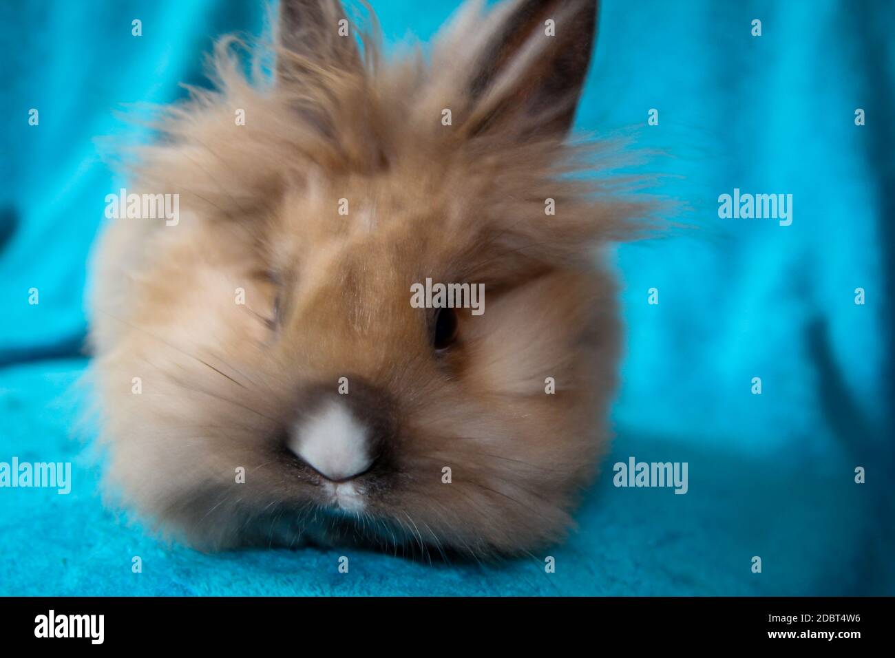 Photo shoot with a young dwarf rabbit Stock Photo Alamy