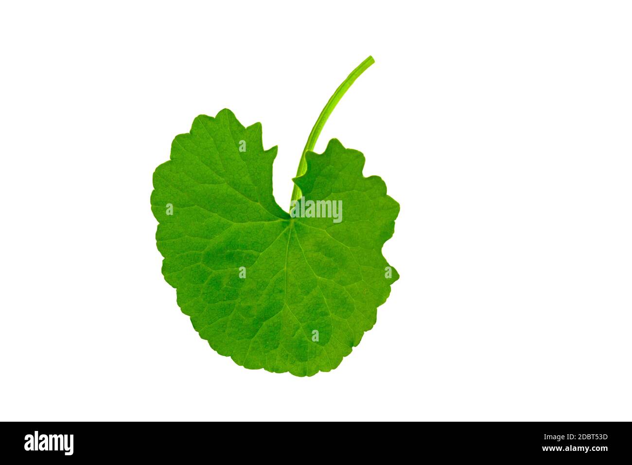 Green Asiatic Pennywort (Centella asiatica , Hydrocotyle umbellata L or Water pennywort ) isolated on white background.Saved with clipping path. Stock Photo