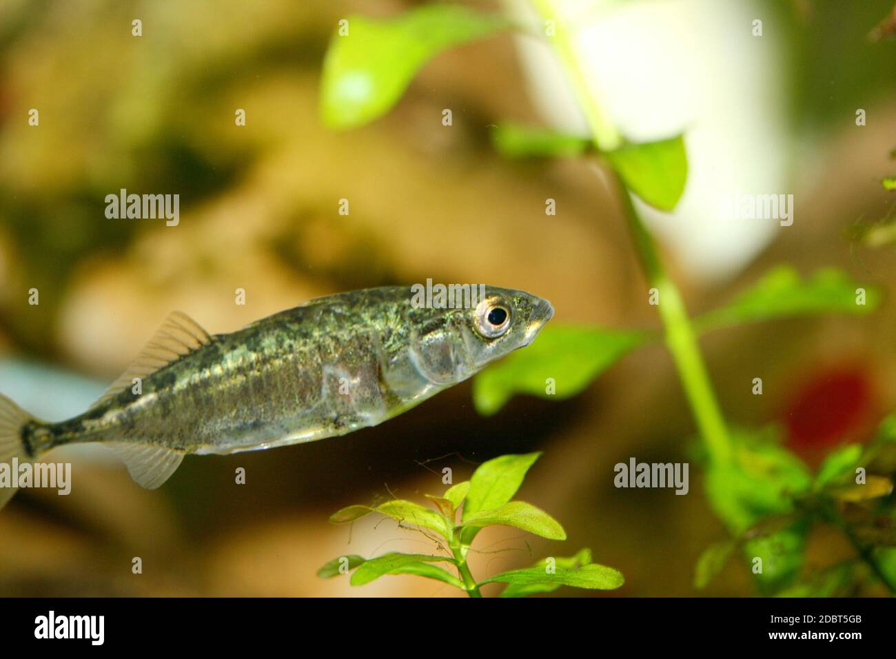The three-spined stickleback (Gasterosteus aculeatus), a robust frequently occurring small fish Stock Photo