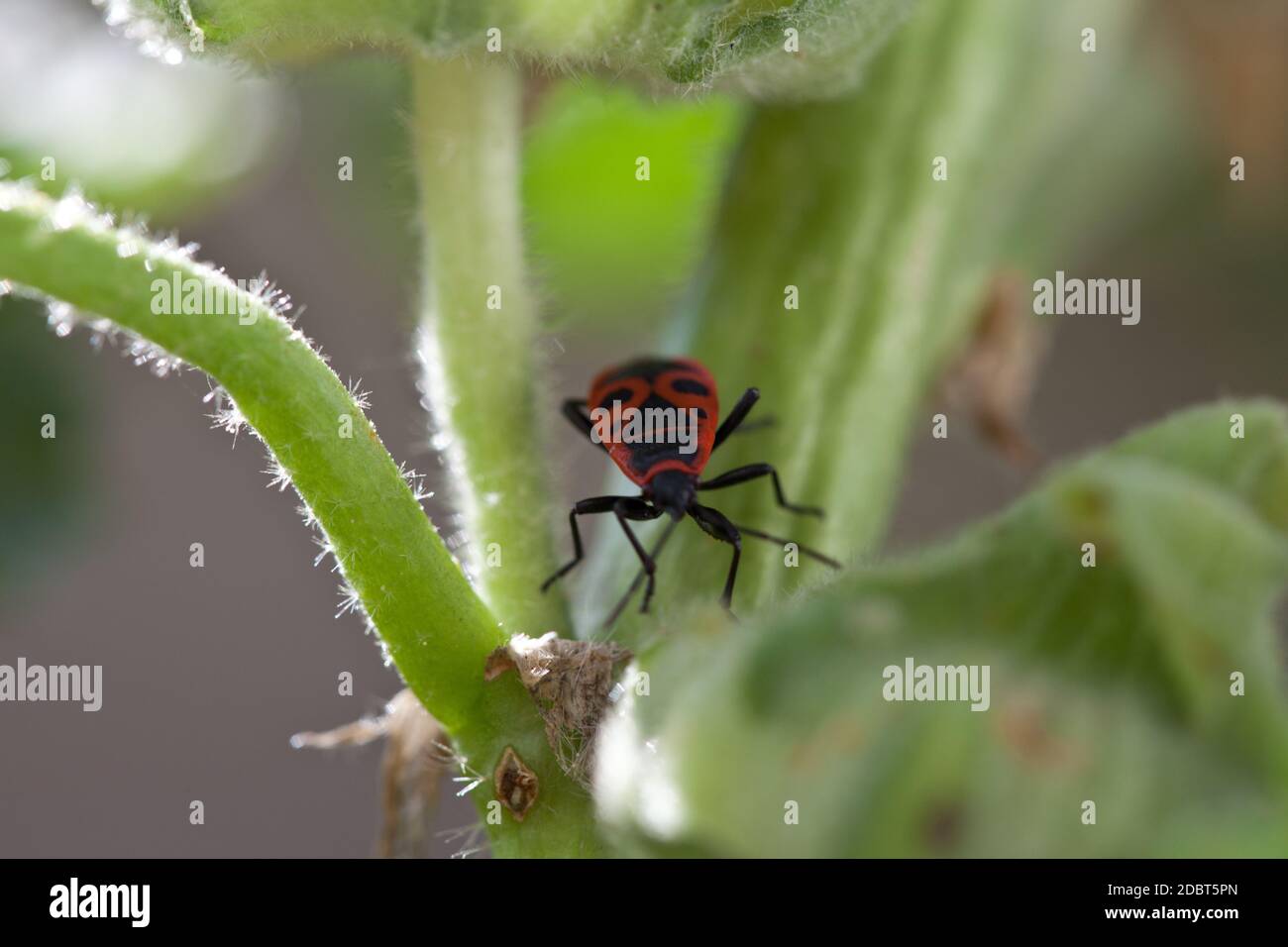 Firebug on a plant Stock Photo