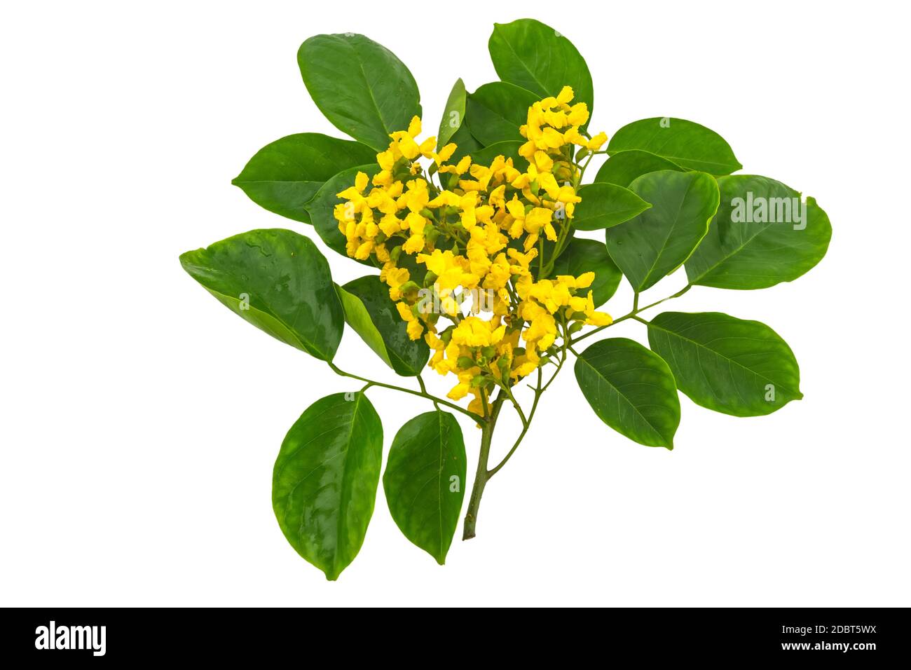 Closed up yellow flower of Burmese Rosewood or  Pterocarpus indicus Willd,Burma Padauk and green leaf   isolated on white background.Saved with clippi Stock Photo