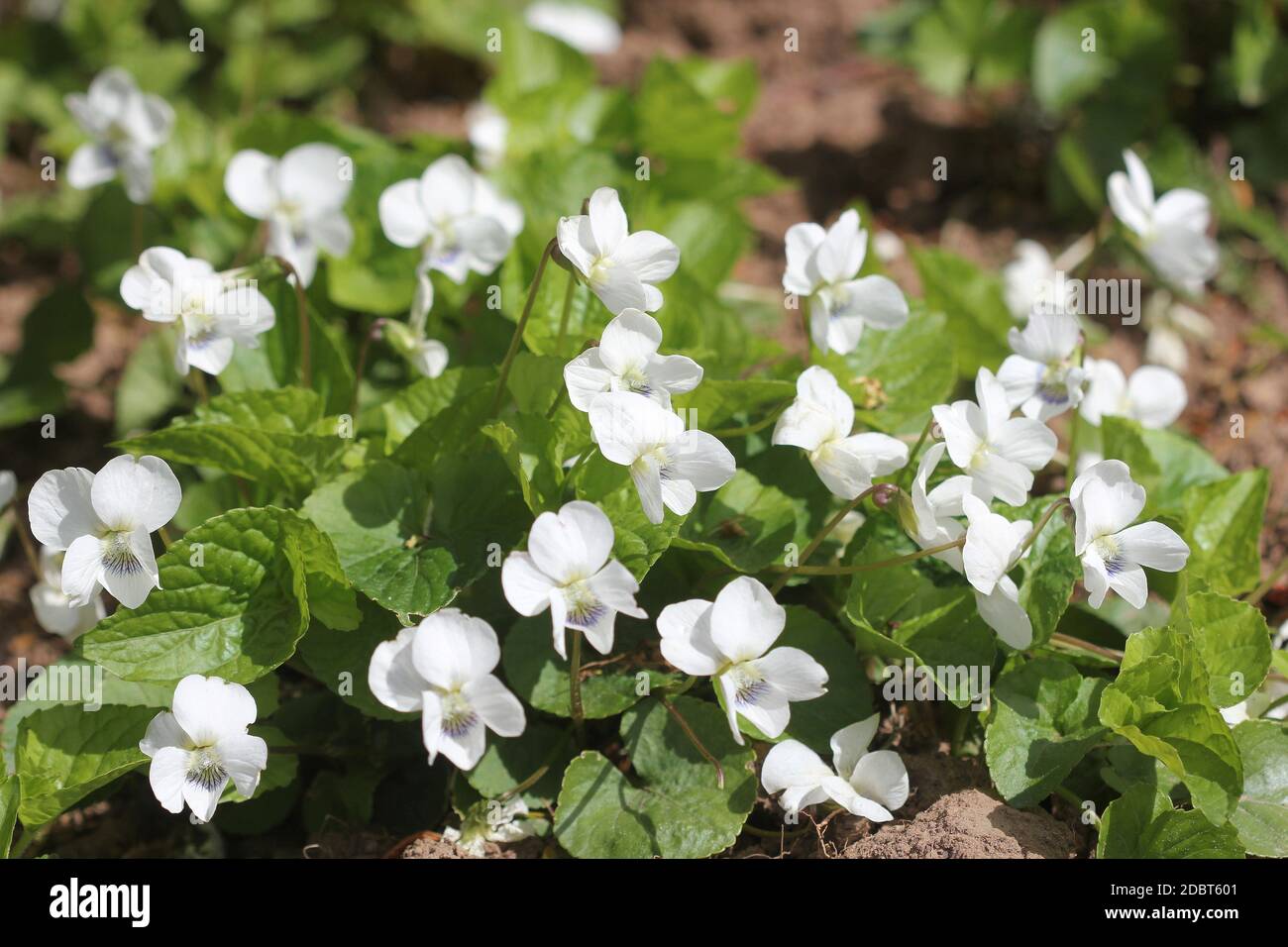 White violet odorata. Blooming violet with white petals . Stock Photo