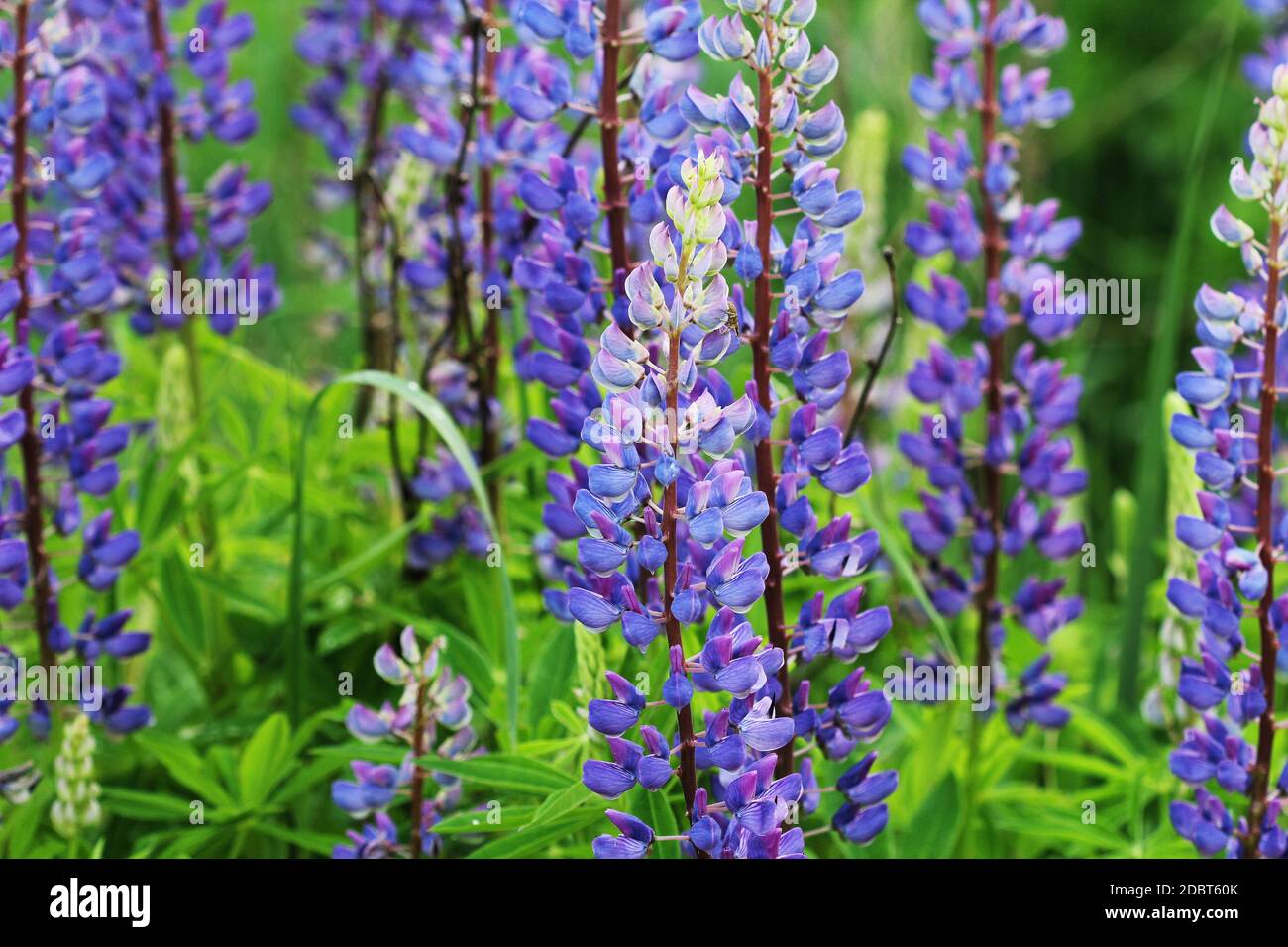 Lupinus, lupin, lupine field with blue flowers. Bunch of lupines summer
