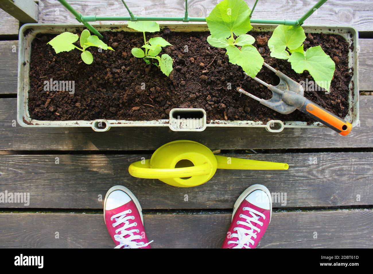 Woman gardener watering plants. Container vegetables gardening