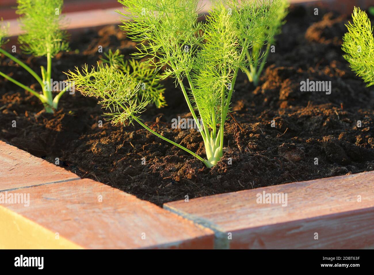 Raised bed gardening. Fennel plant growing in garden Stock Photo Alamy