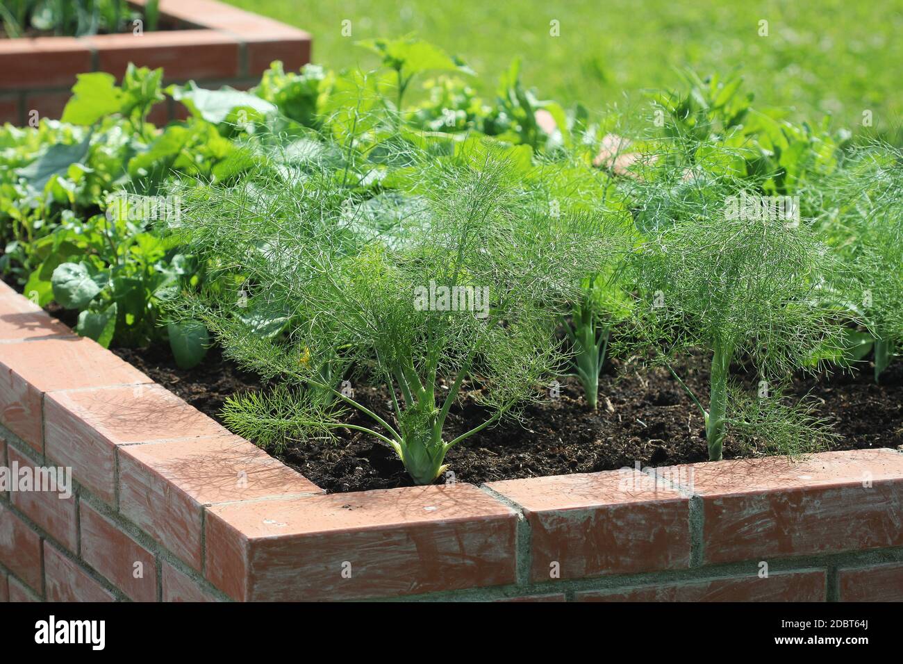 Raised beds gardening in an urban garden growing plants herbs spices