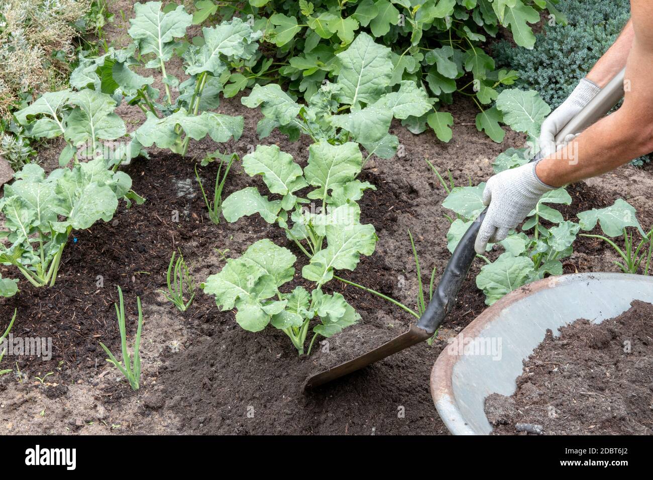 Broccoli growing. A gardener pile up organic young broccoli with ...