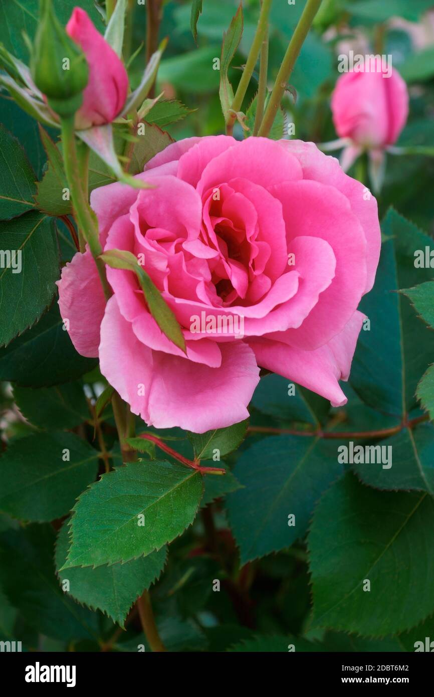 Hybrid rose (Rosa sp.) Stock Photo