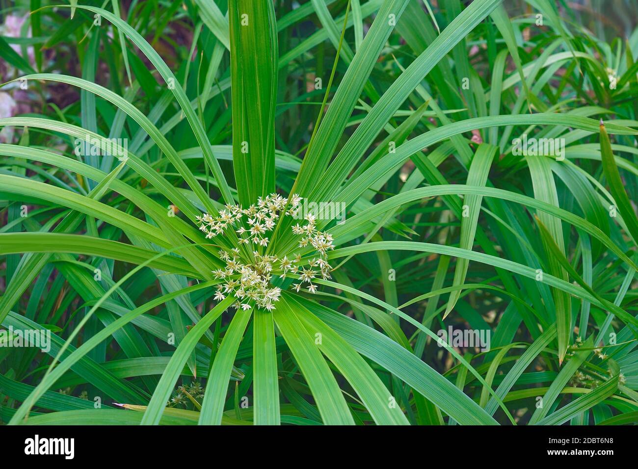 Umbrella plant (Cyperus alternifolius). Called Umbrella palm, Umbrella papyrus and Umbrella sedge also. Another scientific name is Cyperus involucratu Stock Photo