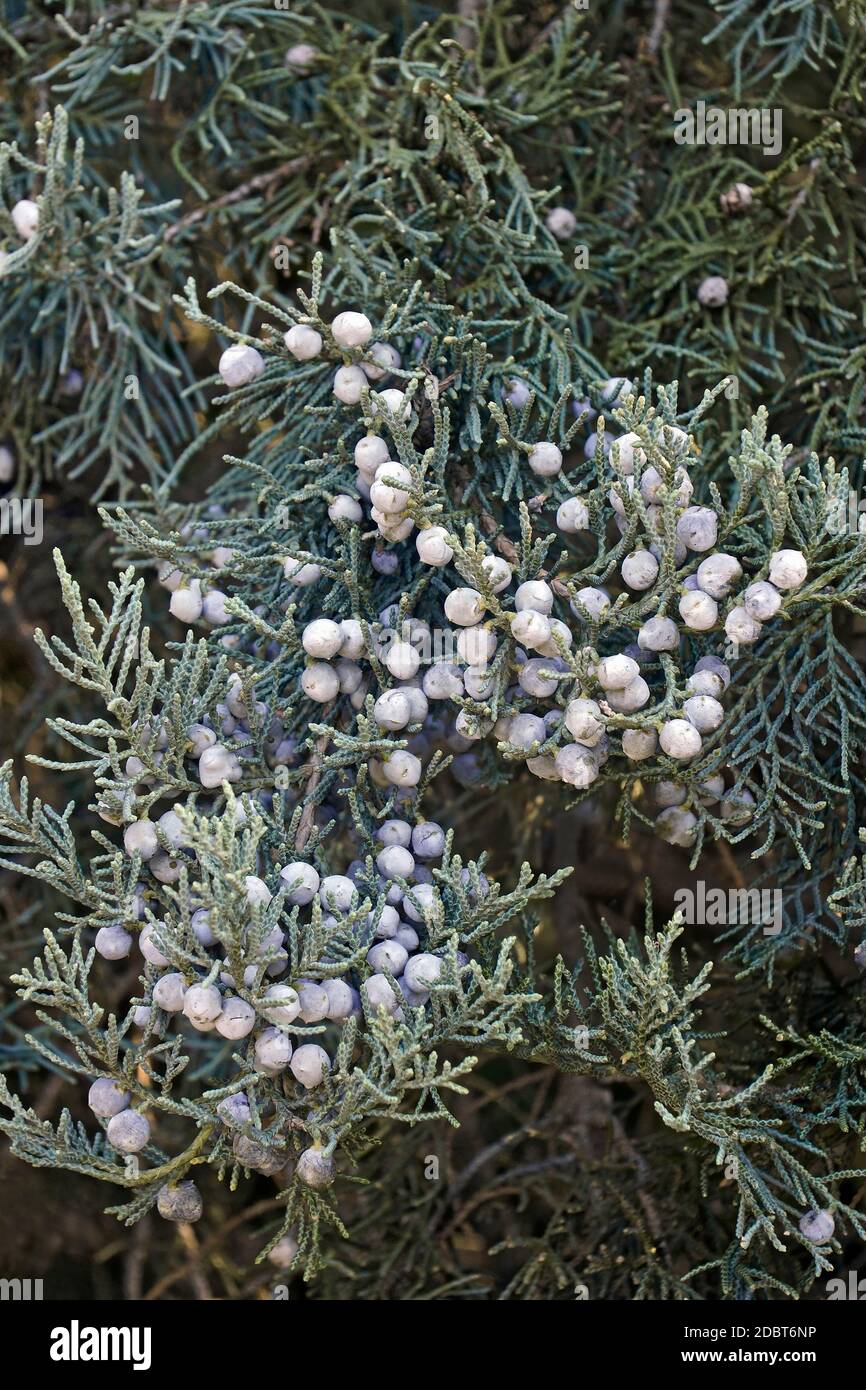 Grey Owl juniper (Juniperus virginiana Grey Owl) Stock Photo