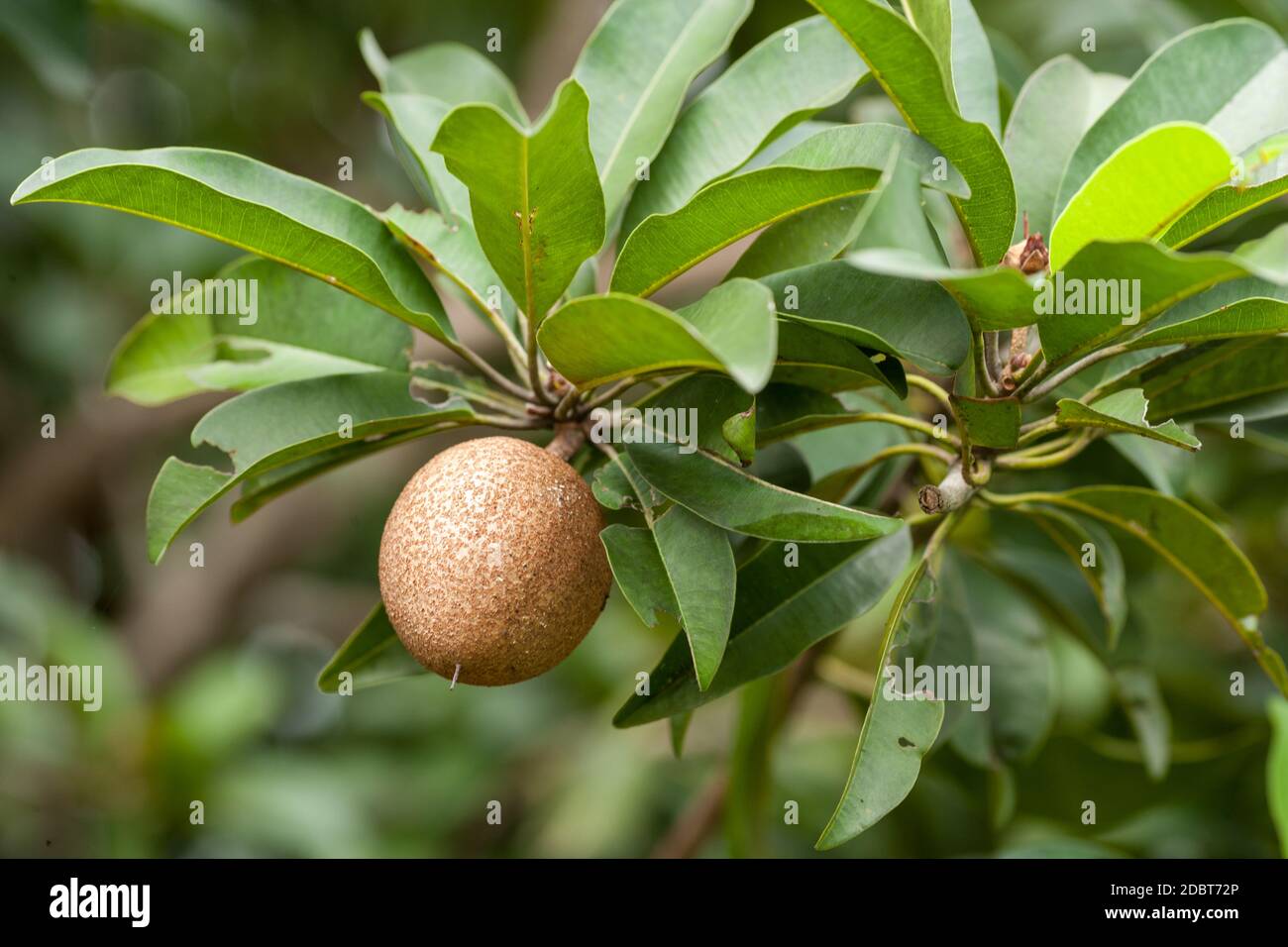 Chikoo, Sapotillplommon (Manilkara zapota) Stock Photo