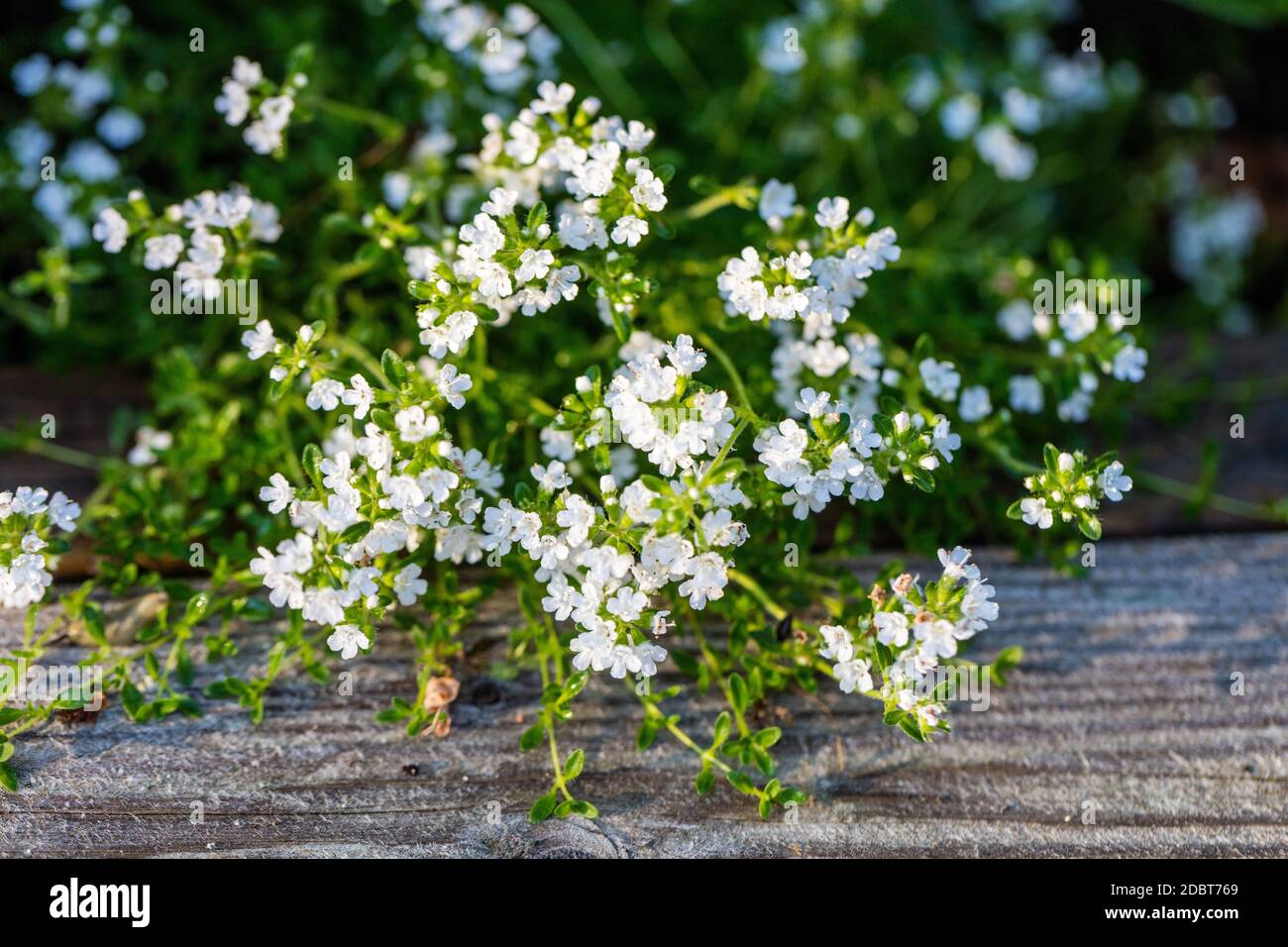 'Albiflorus' White creeping thyme, Gråtimjan (Thymus praecox) Stock Photo