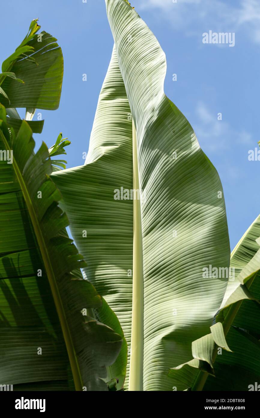 Banana green leaf backlit sun in garden Stock Photo