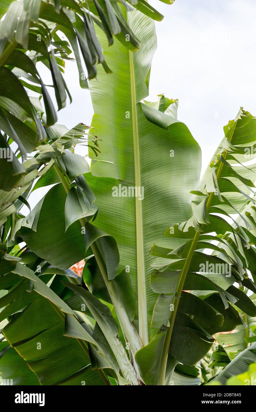 Banana green leaf backlit sun in garden Stock Photo