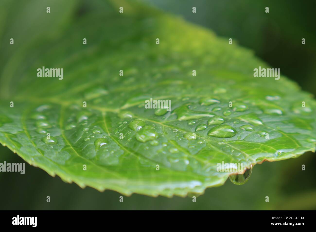 raindrop Stock Photo