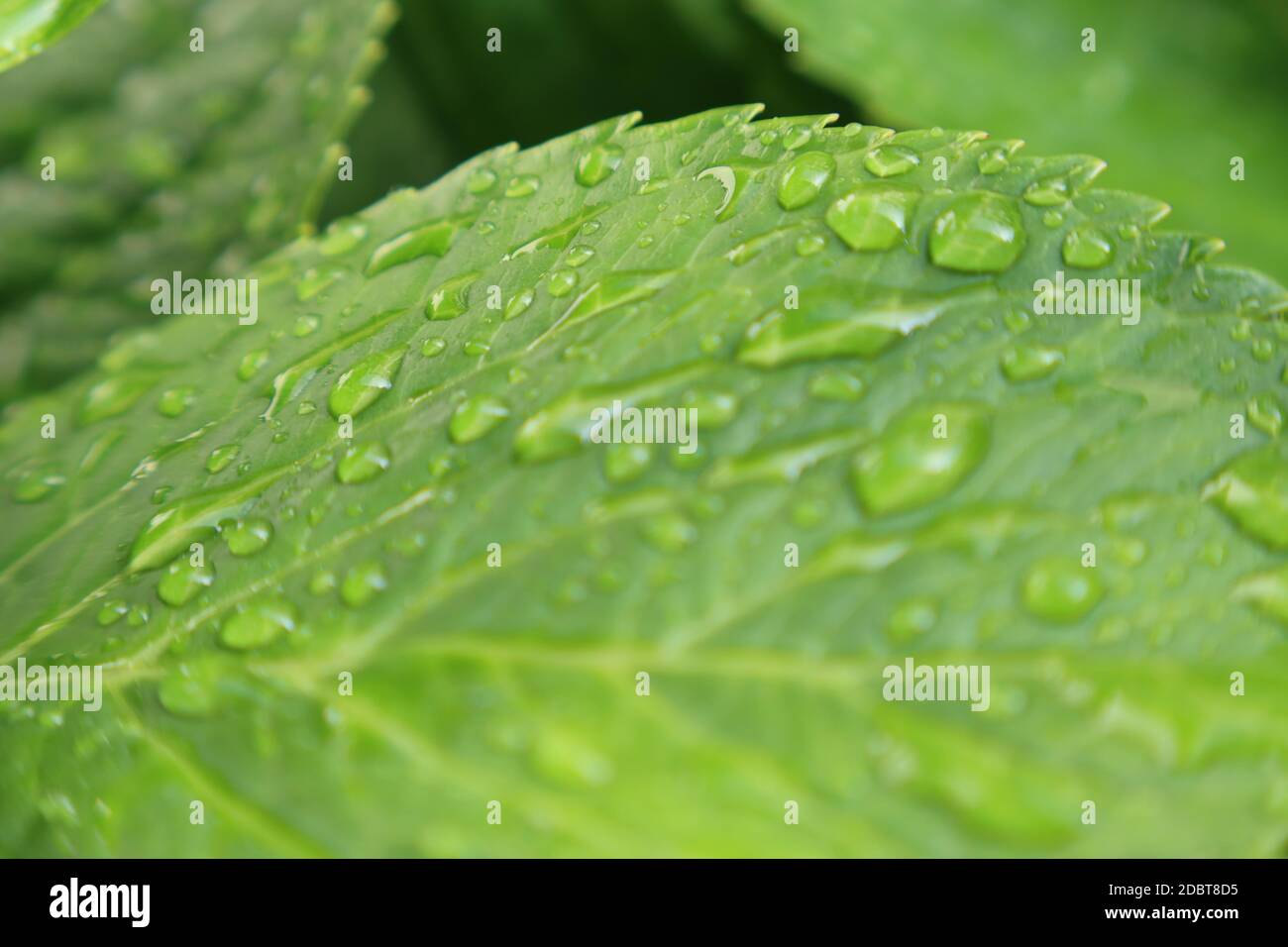 raindrop Stock Photo