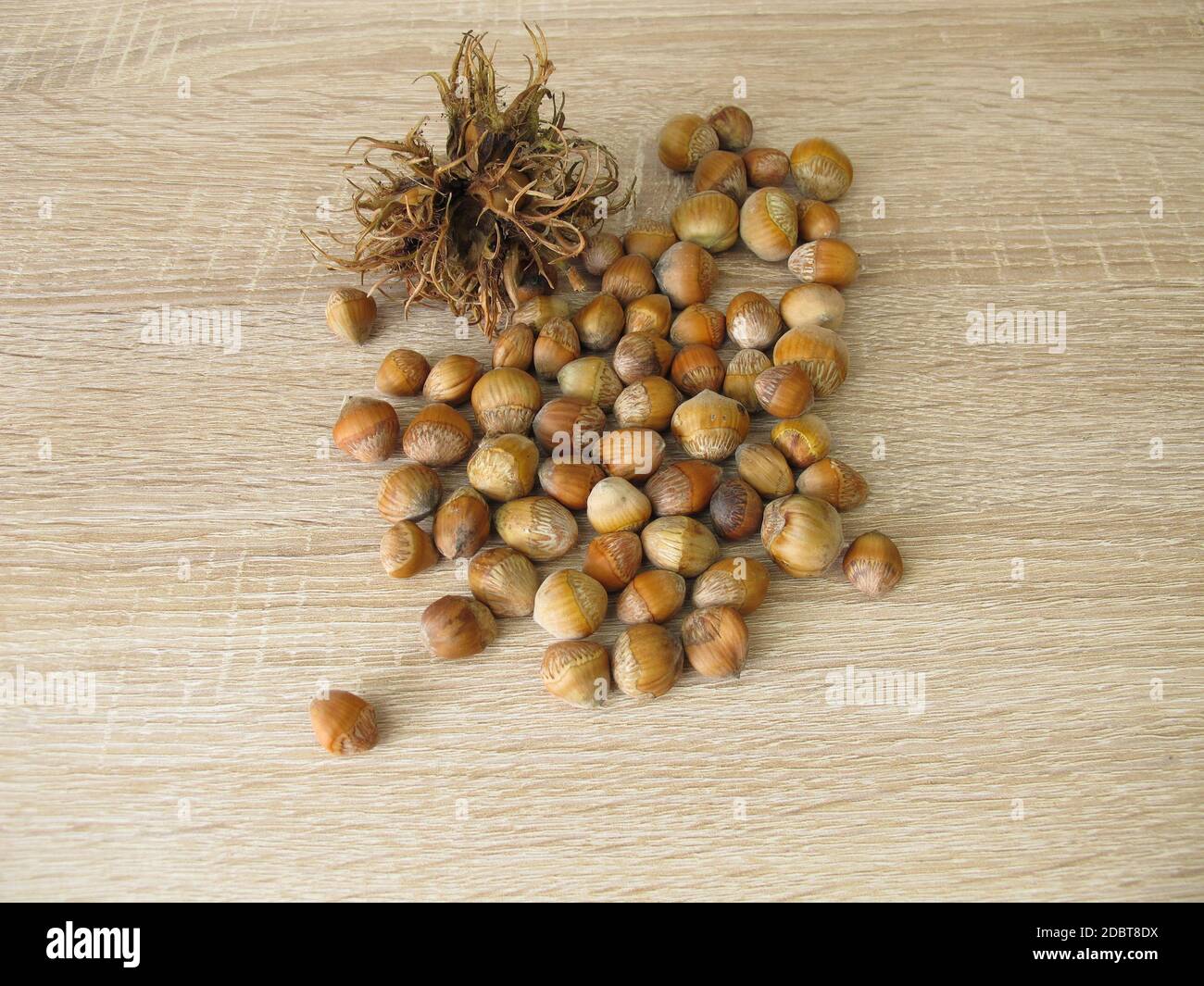 Nuts from the Turkish hazel in the nutshell and a bristly involucre Stock Photo