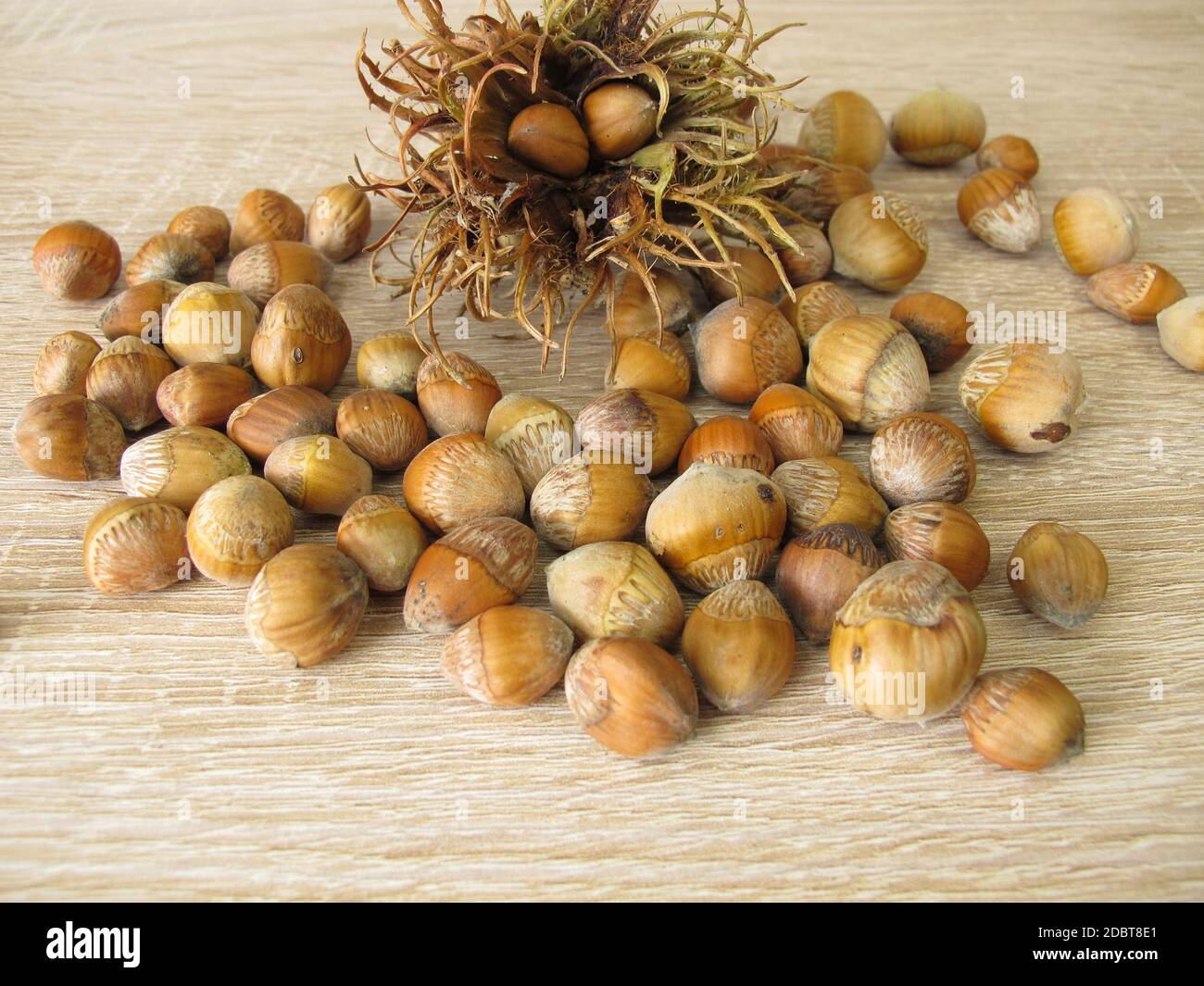 Nuts from the Turkish hazel in the nutshell and a bristly involucre Stock Photo