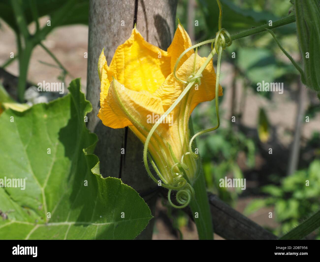 yellow edible courgette flower aka zucchini flower Stock Photo Alamy