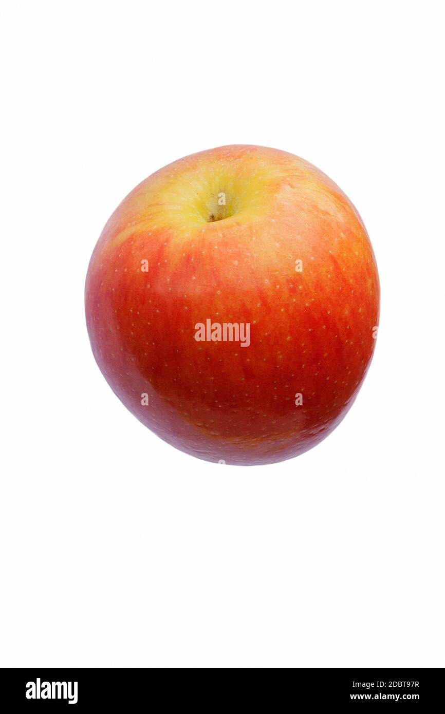 Jazz apple (Malus domestica Scifresh). Hybrid between Royal Gala and